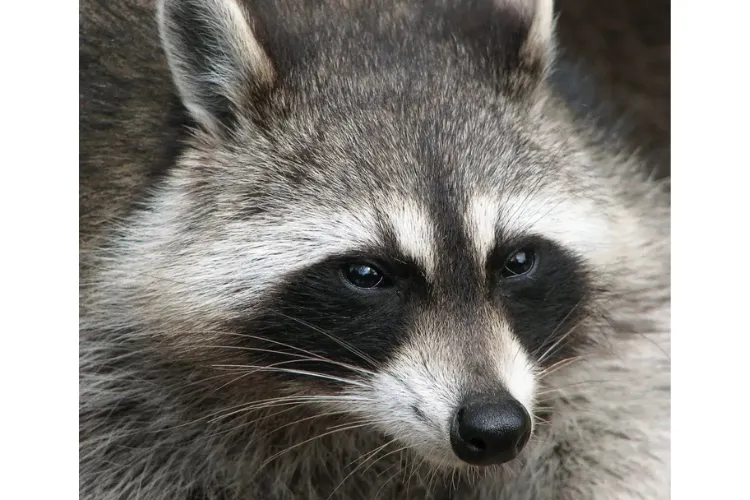 Henrico Police report eighth confirmed rabies case of 2026