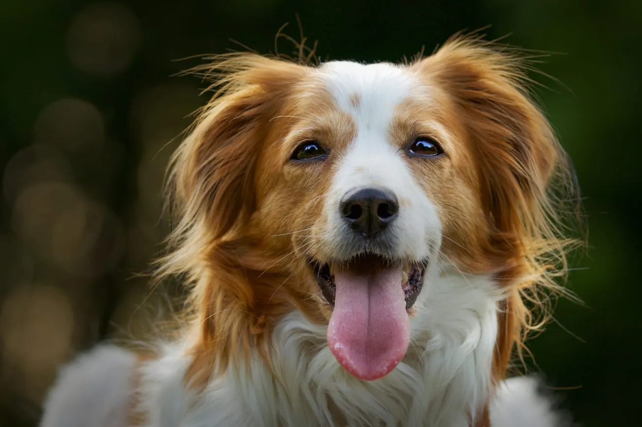 FETCH a Cure, IDEXX plan November events supporting pets with cancer