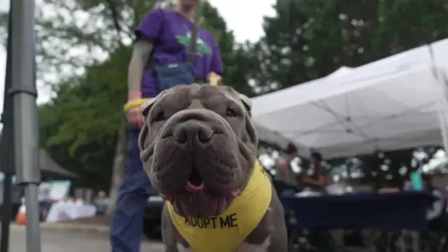 Woofstock 2026: Richmond Animal League crushes $95K fundraising goal