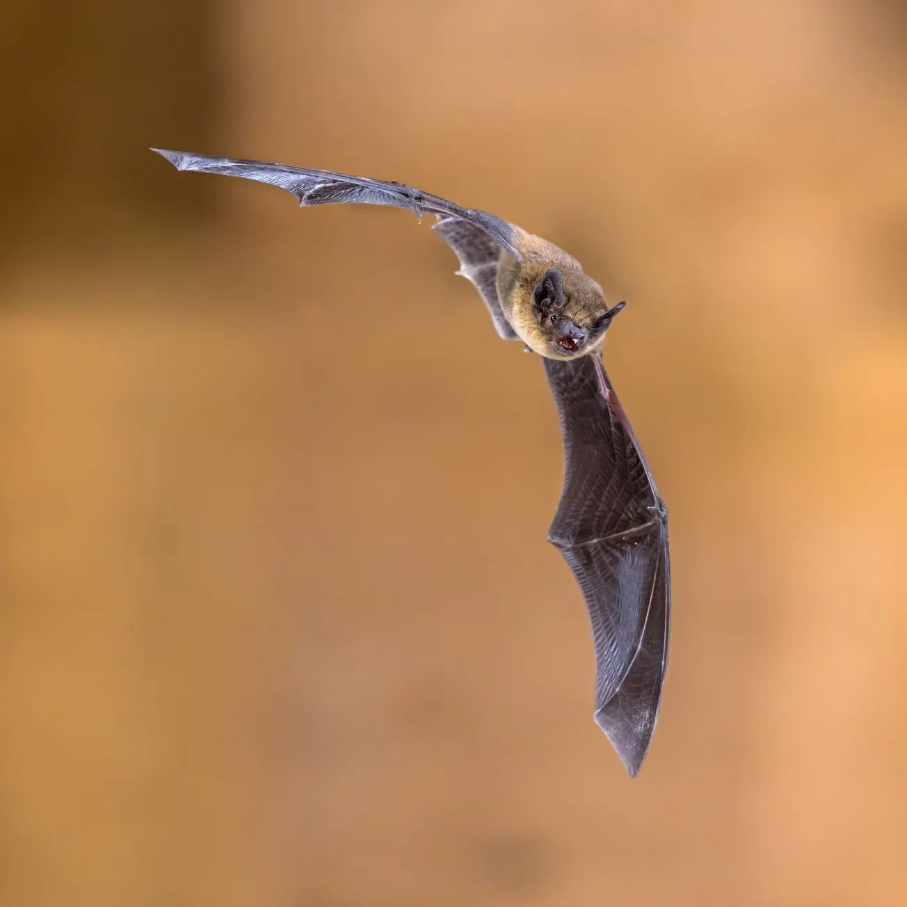 Bat becomes Henrico's 10th confirmed rabies case of 2026