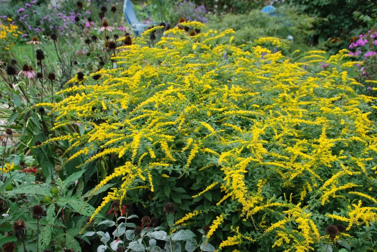 In the Garden: Add a bit of gold to the garden