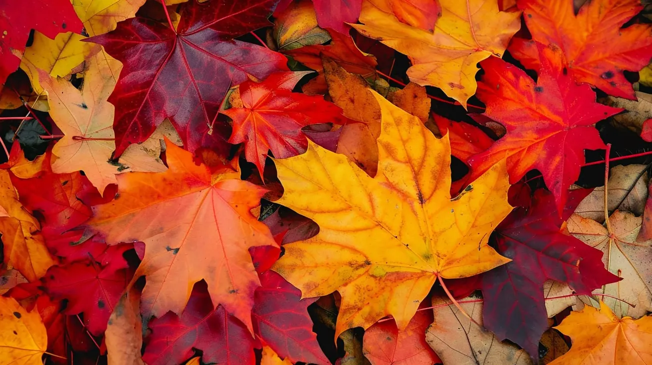 Henrico begins annual leaf collection services