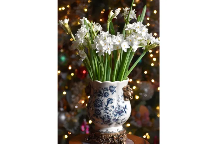 In the Garden: Plant, grow and enjoy paperwhites