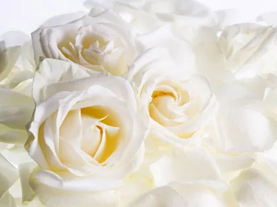 Obituary – Brian Niedermayer