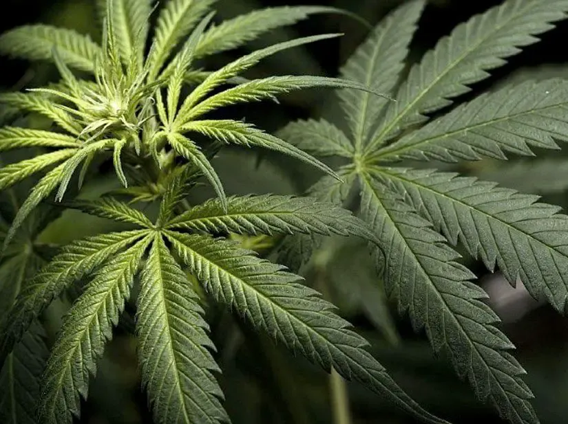 Smokers and growers react to latest cannabis legislation