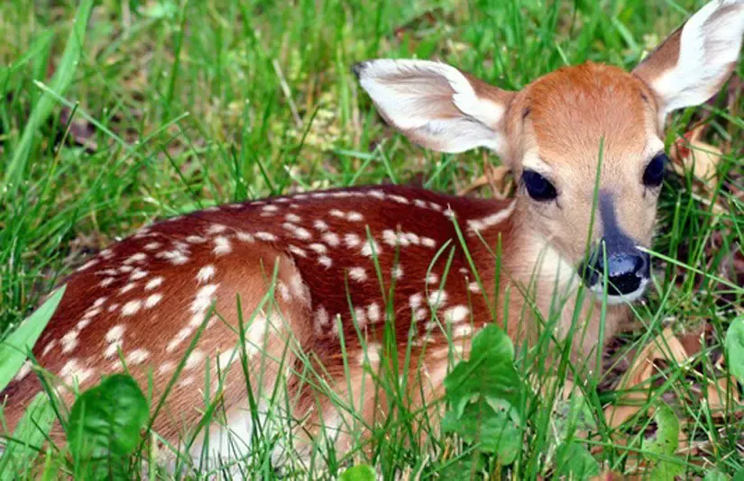 Found a fawn? Leave it alone