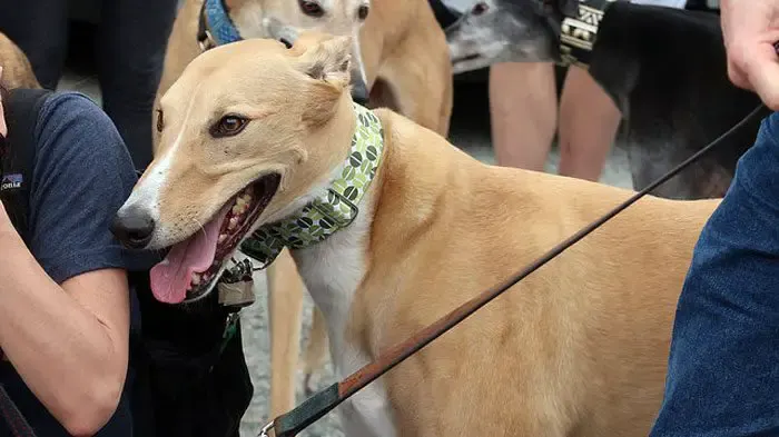 More greyhounds may need homes if Florida bans racing