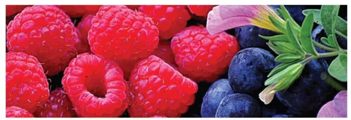 Henrico plant sale underway to support Extension programs