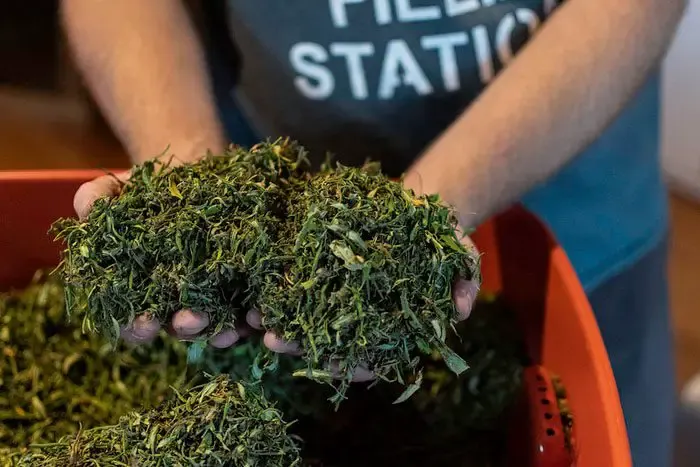 Hemp in Virginia grows toward the future