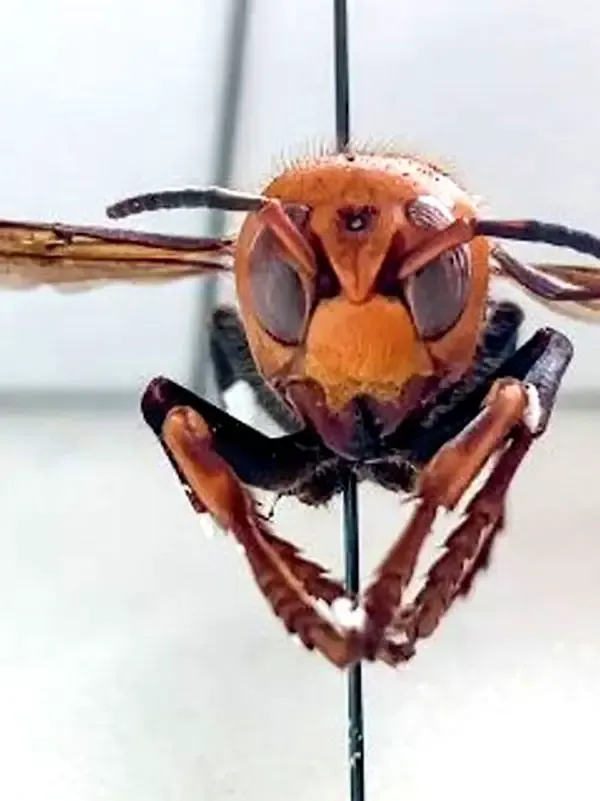 Murder hornets or European hornets? How to tell the difference