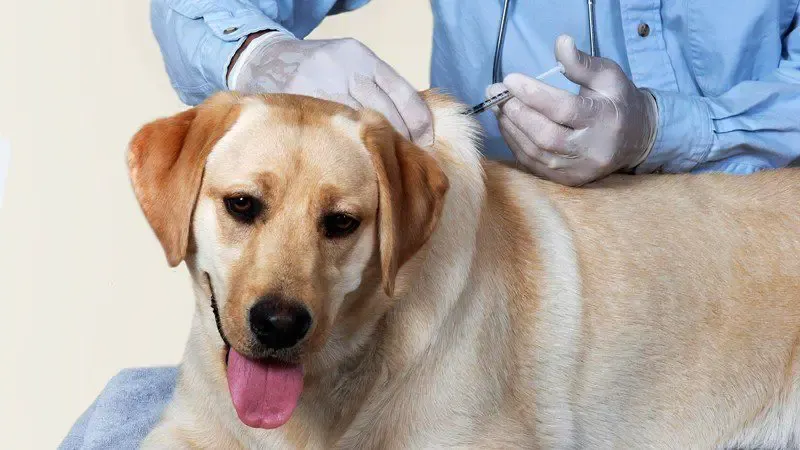 Henrico to offer $15 rabies vaccinations for pets Feb. 25
