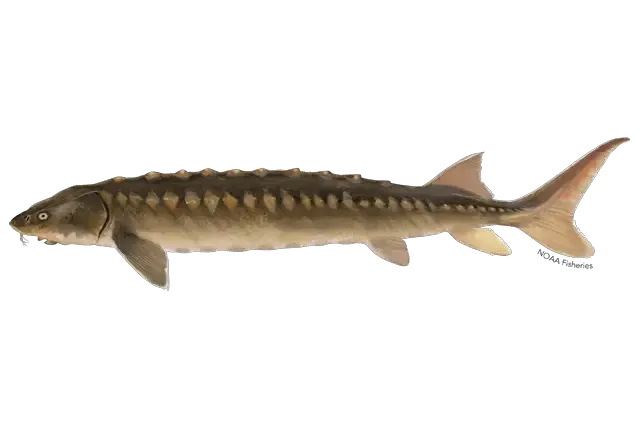 Celebrate James River Week with a 'Great Return' sturgeon viewing