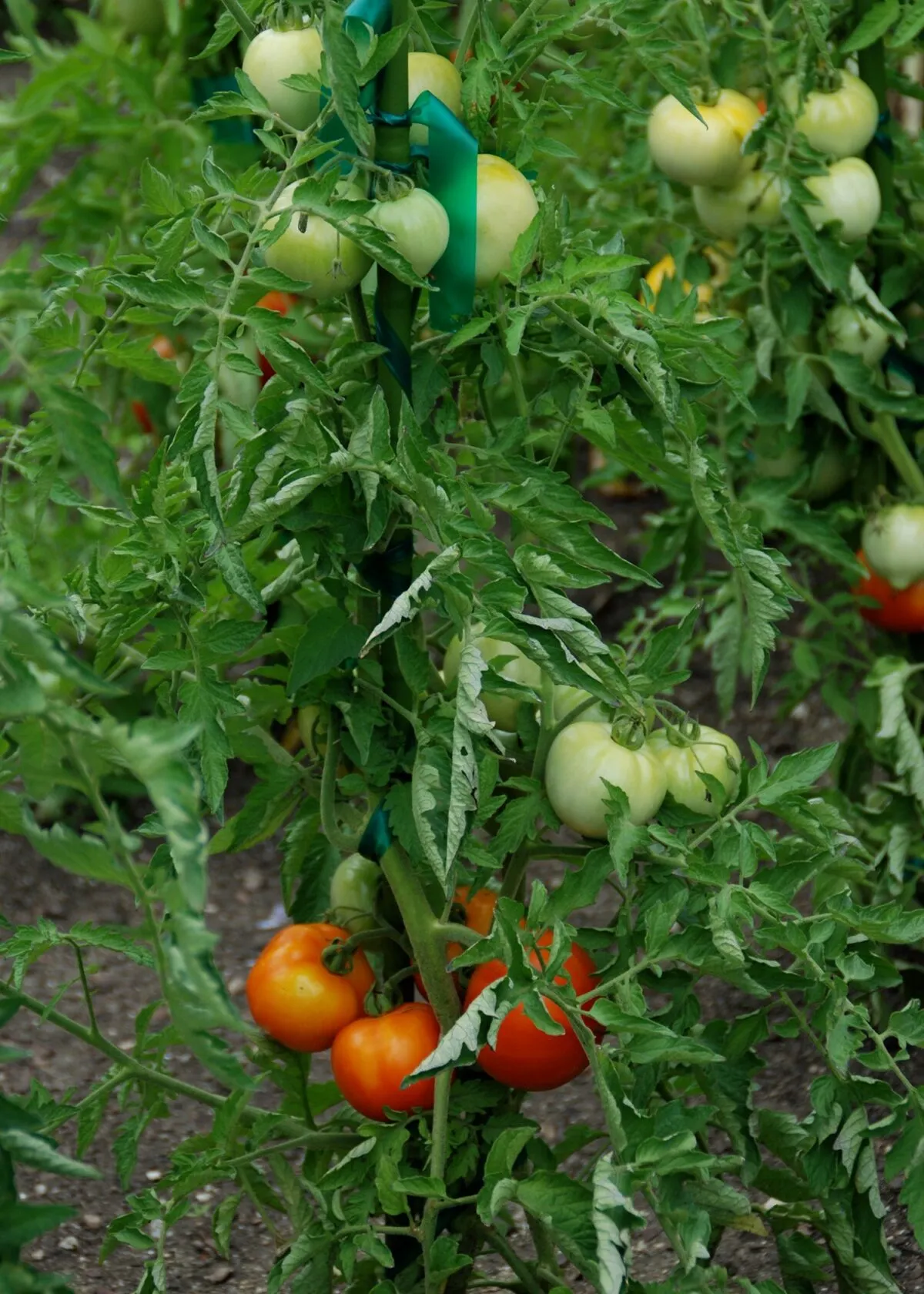 Garden-fresh vegetables help fight cancer