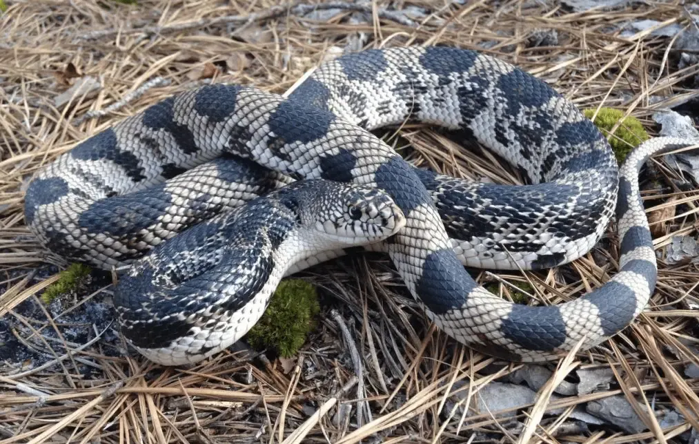 Public asked to report pinesnake sightings in Virginia