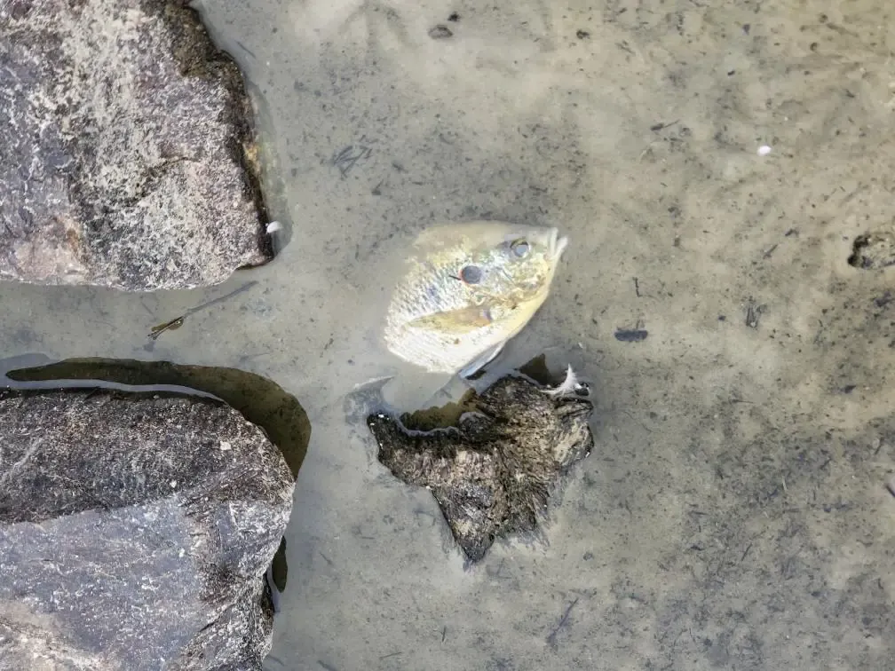 About 1,000 fish turn up dead at Wyndham Lake