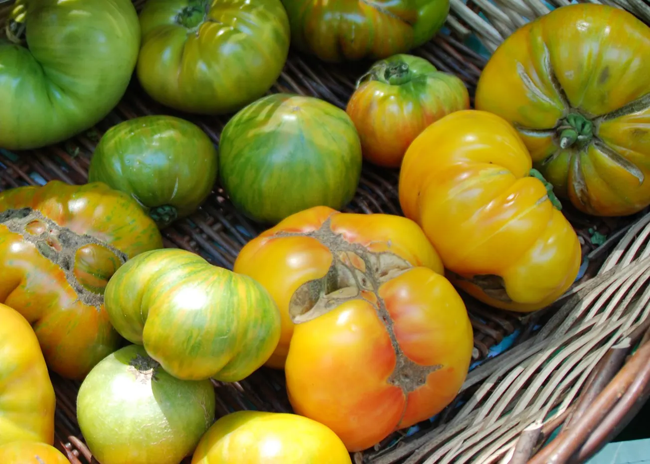 In the Garden: Hot weather woes