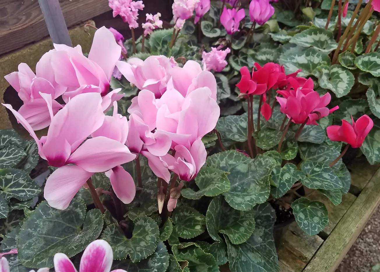 In the Garden: Brighten the holidays with colorful plants