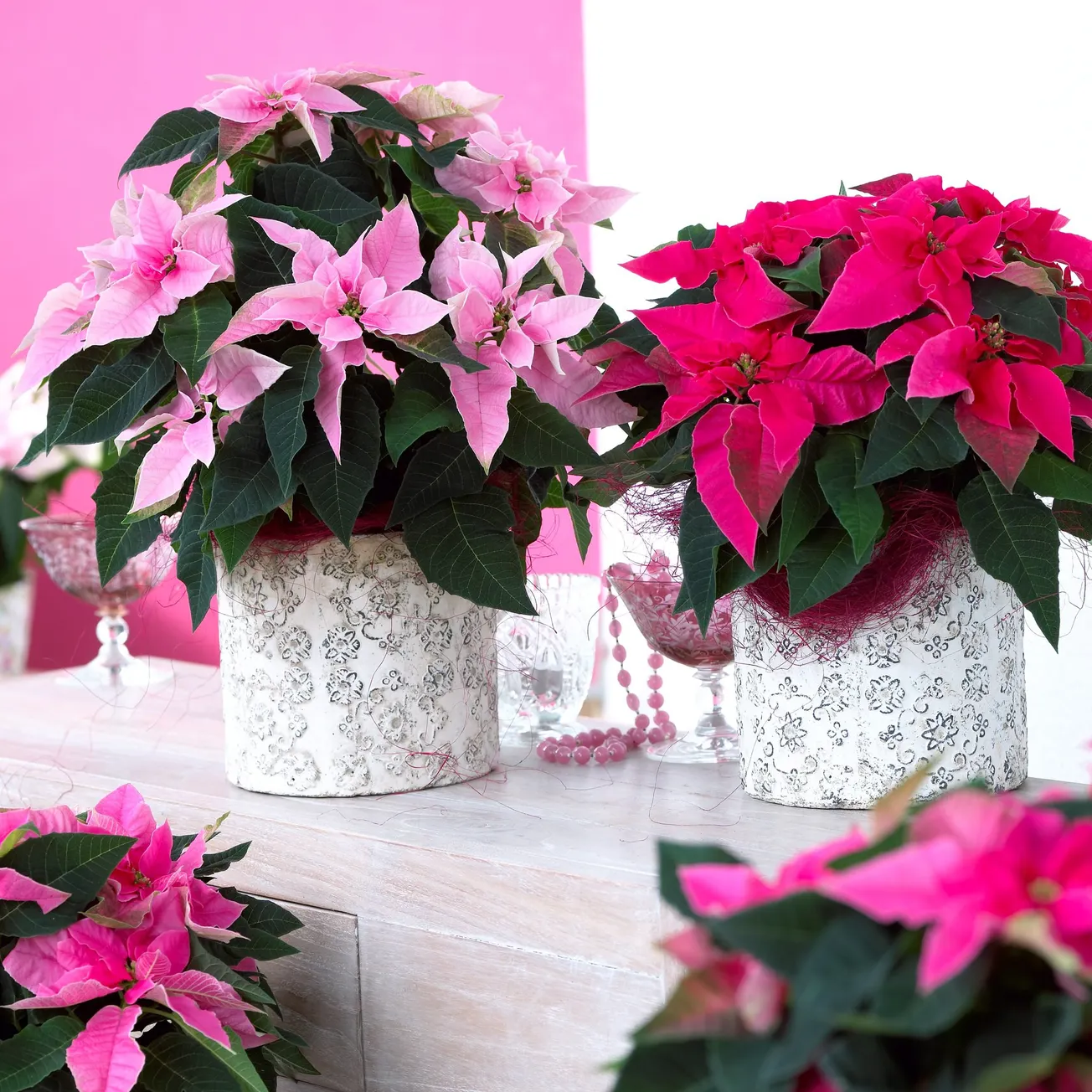 In the Garden: New ways to display poinsettias this holiday season