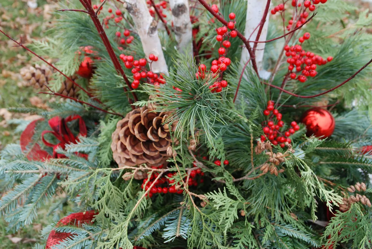 In the Garden: Keep holiday greens looking their best
