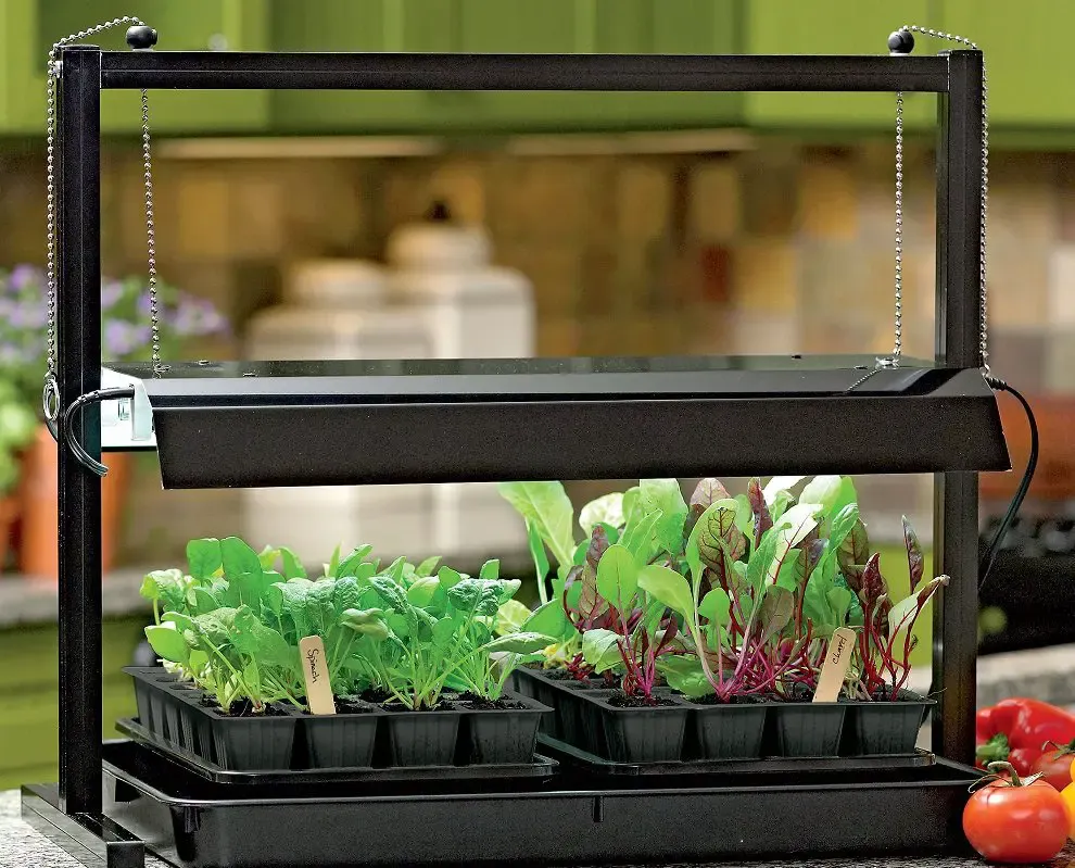 In the Garden: Grow tasty and nutritious leafy greens indoors