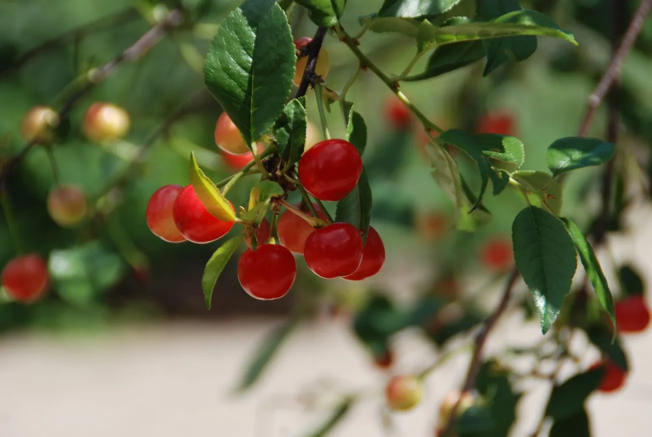 In the Garden: Pain relief found in the garden