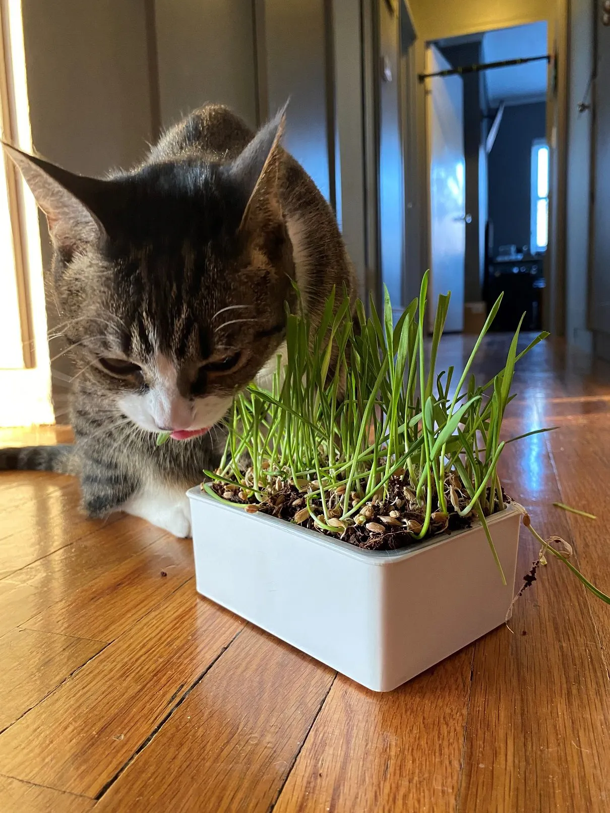 In the Garden: Keep your houseplants safe from cats
