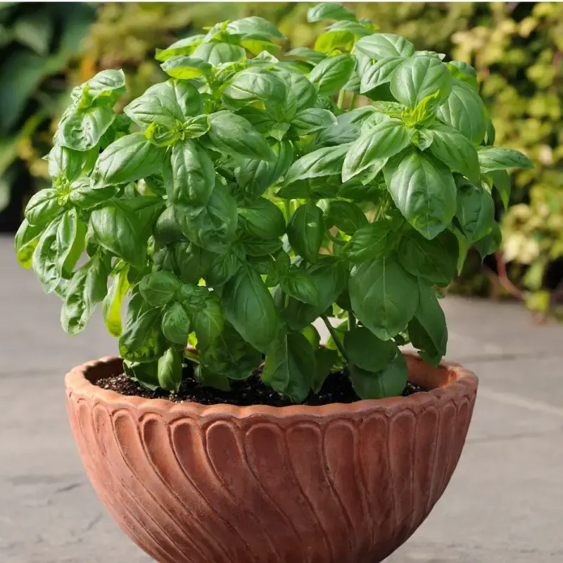 In the Garden: Growing herbs in containers