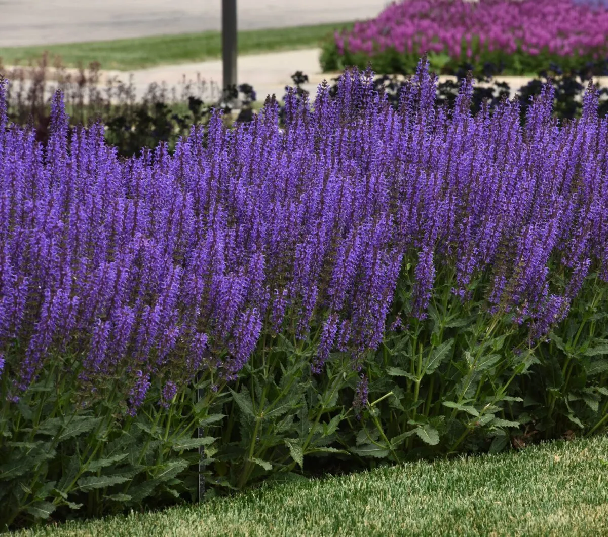 In the Garden: Elevate your garden's beauty with jewel-tone plants