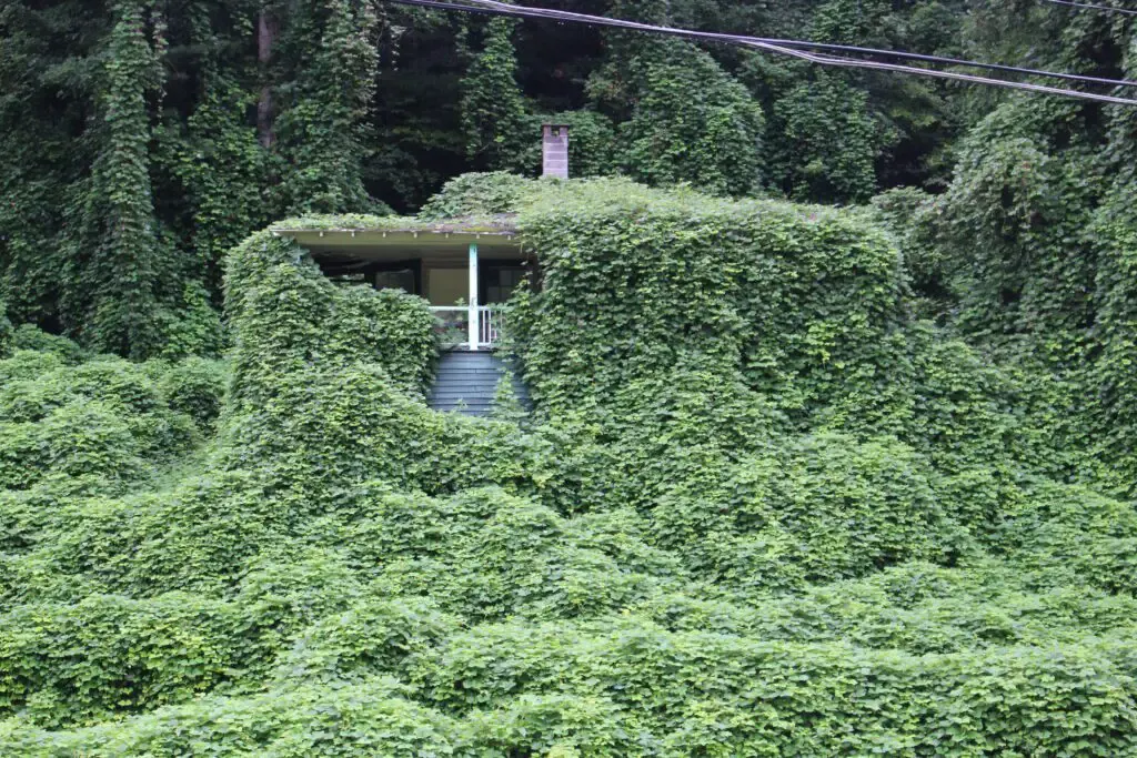 Virginia proposes adding 12 plants, including kudzu, to noxious weeds list