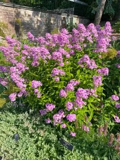 In the Garden: Award-winning perennial plant adds color and fragrance
