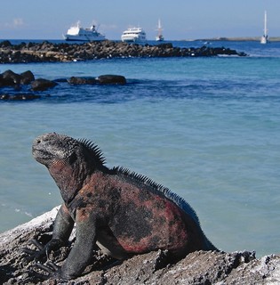 dragon lizard