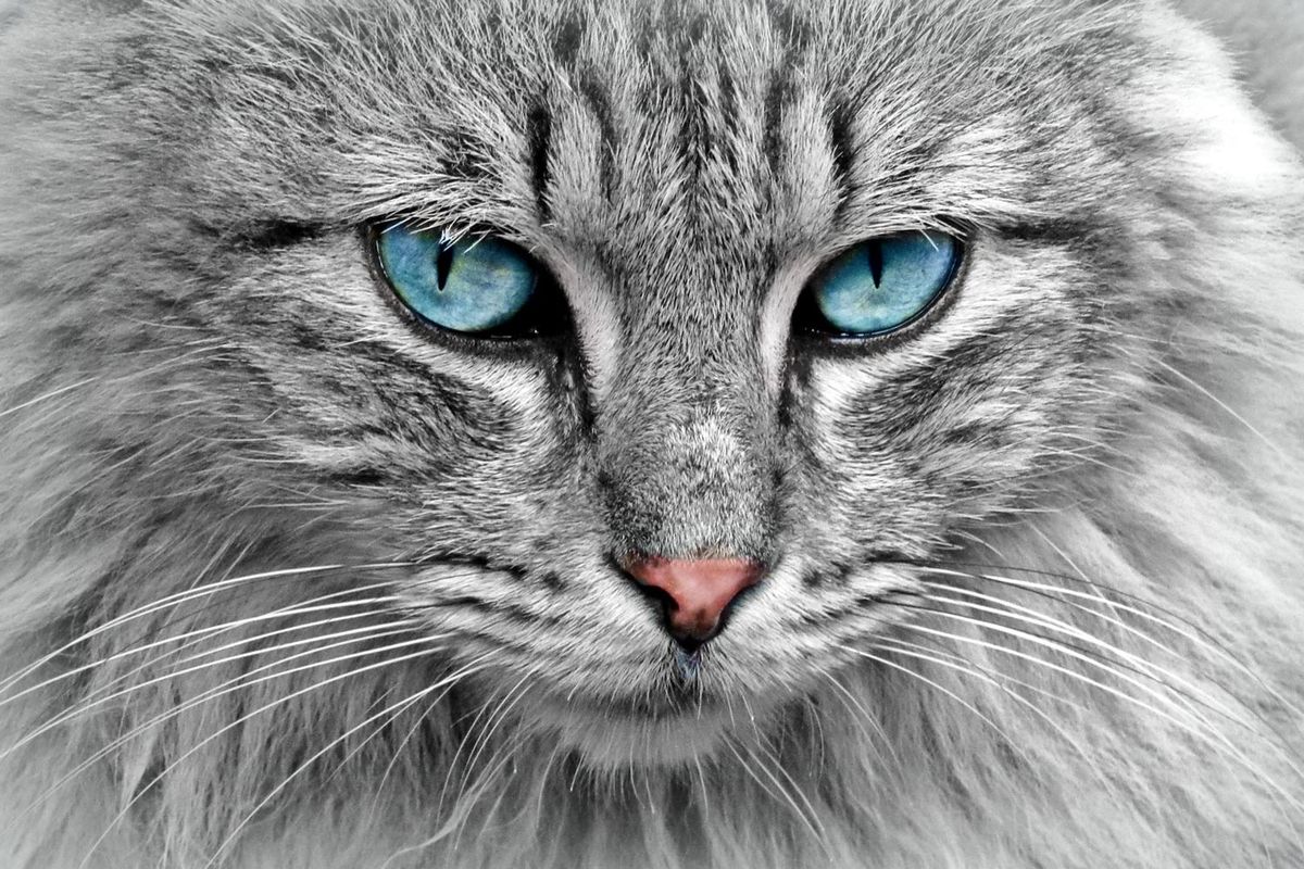Comment choisir la meilleure clinique vétérinaire pour votre chat ?