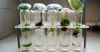 Stellenbosch LaunchLab CERIBIO Boosts Biotech Startups in SA