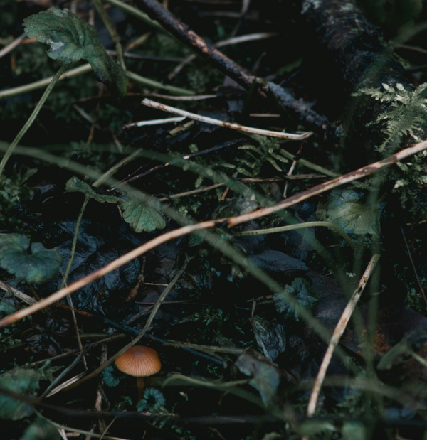 What Do Psychedelics Want From Us?