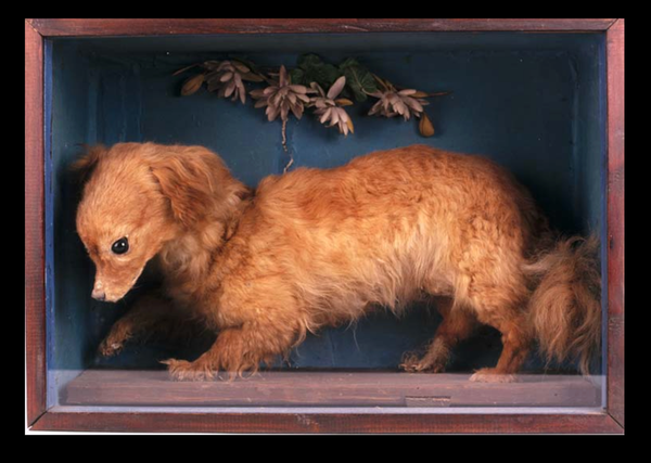 Dogged Fuddle: a Tombland tale