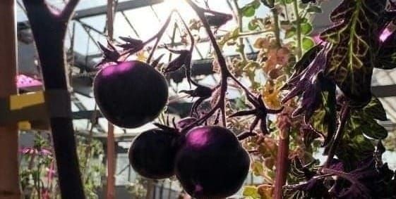Invented in Norwich: purple, superfood tomatoes