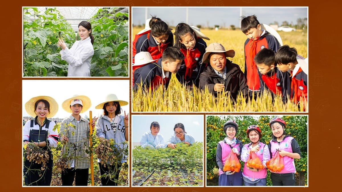 Study Abroad Program in China participants doing hands-on fieldwork and crop harvesting