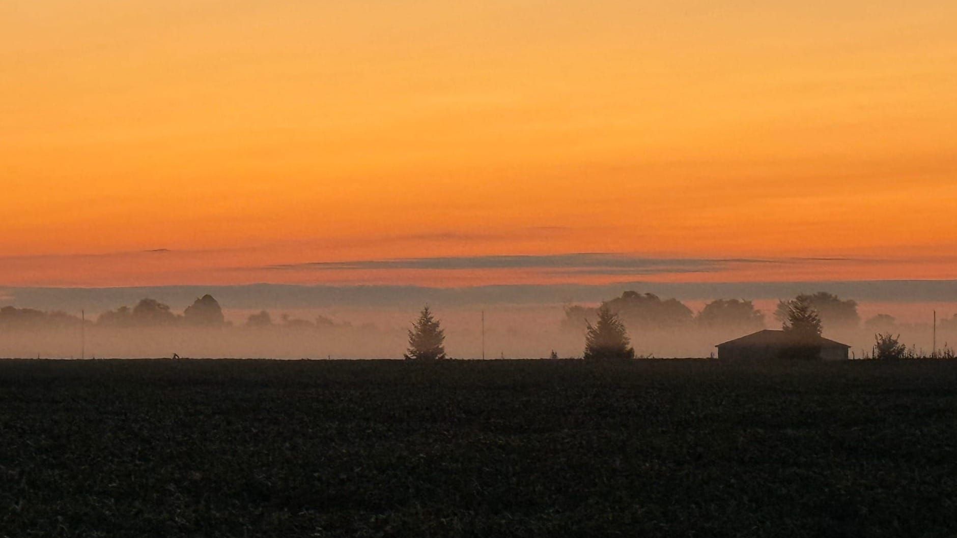 Foggy sunrise over a cornfield