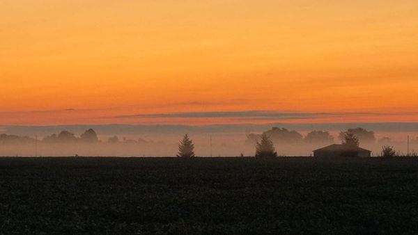 Foggy sunrise over a cornfield