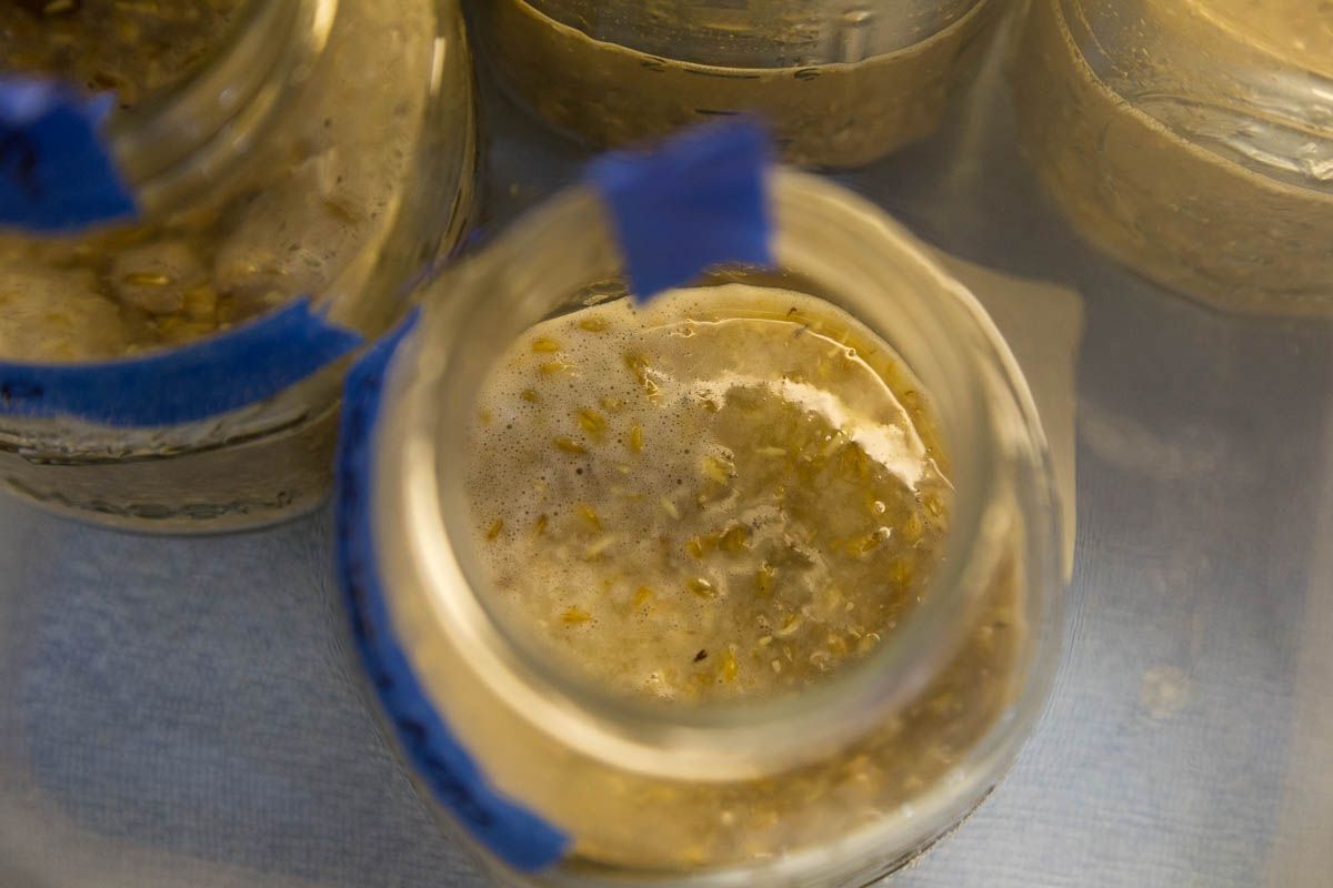 Alkalinity, Tannins, Astringency