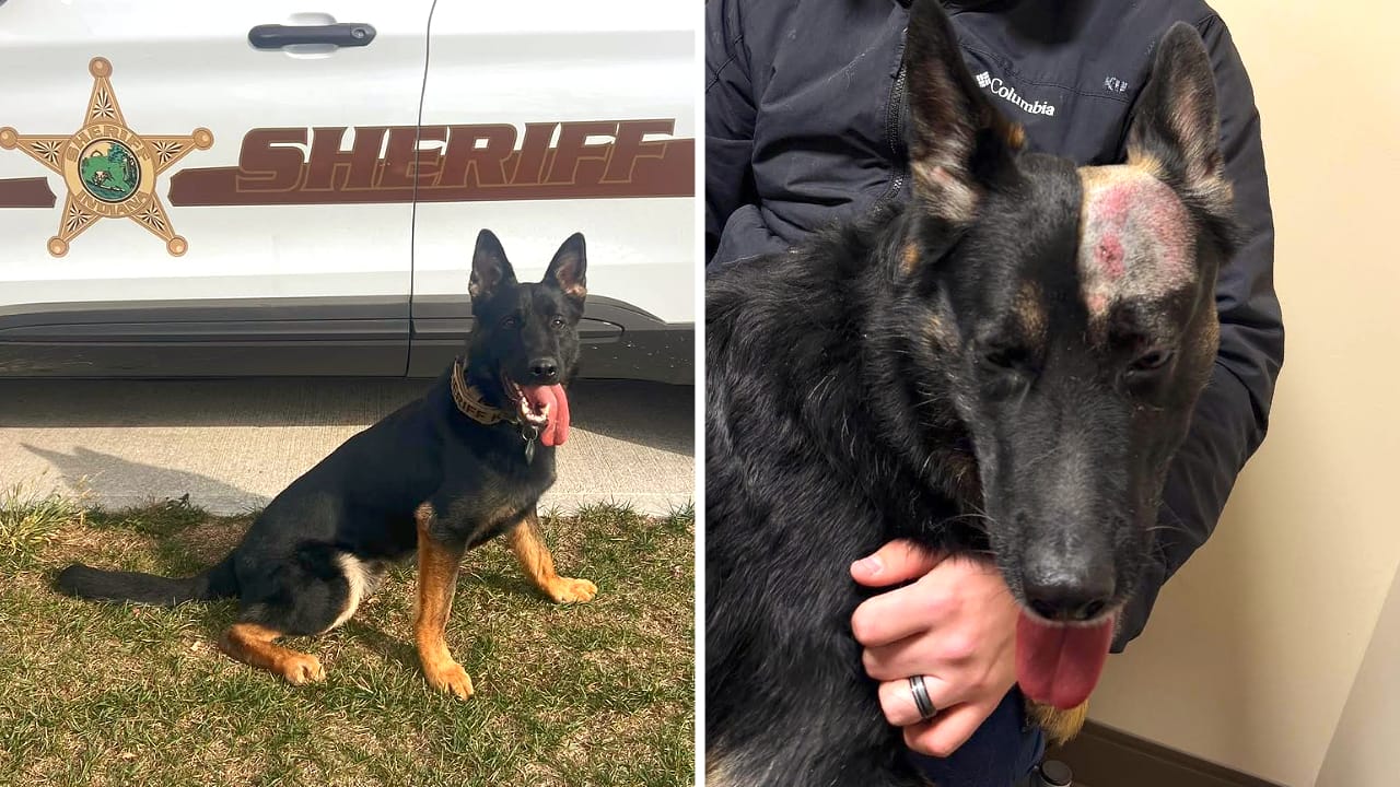 Indiana Police Dog Bullet Injured During Officer-Involved Shooting, Expected to Recover