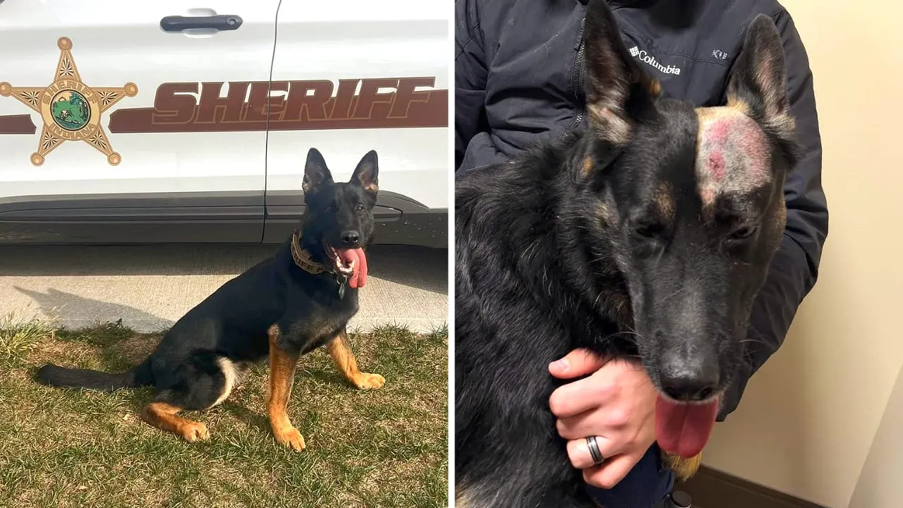 Indiana Police Dog Bullet Injured During Officer-Involved Shooting, Expected to Recover