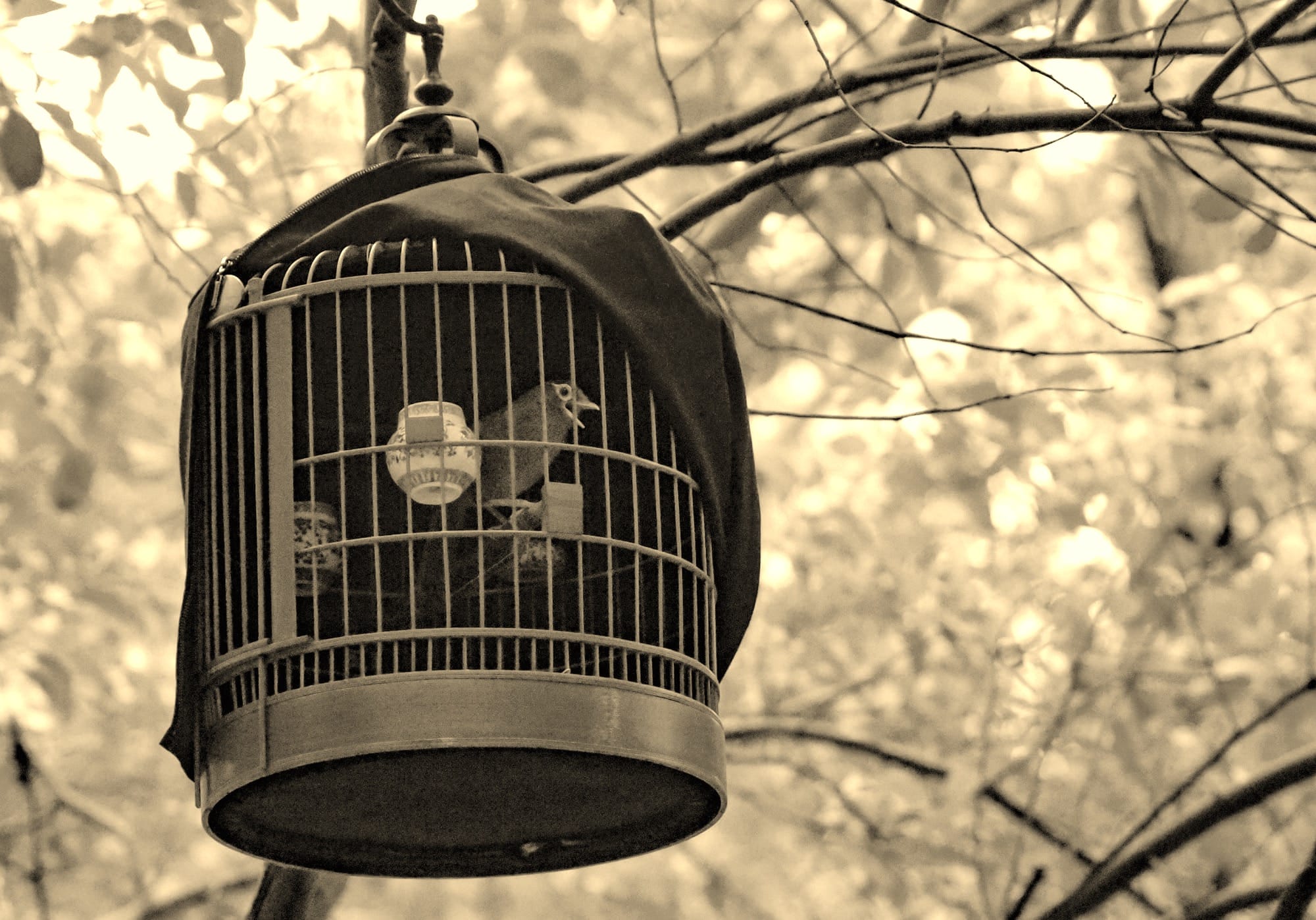 a bird cage hanging from a tree in a forest