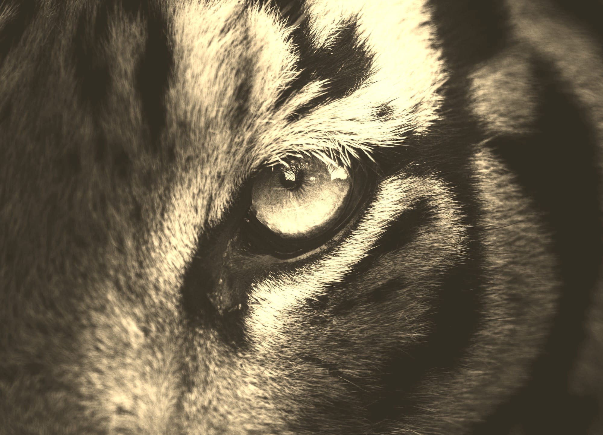A black and white photo of a tiger's face