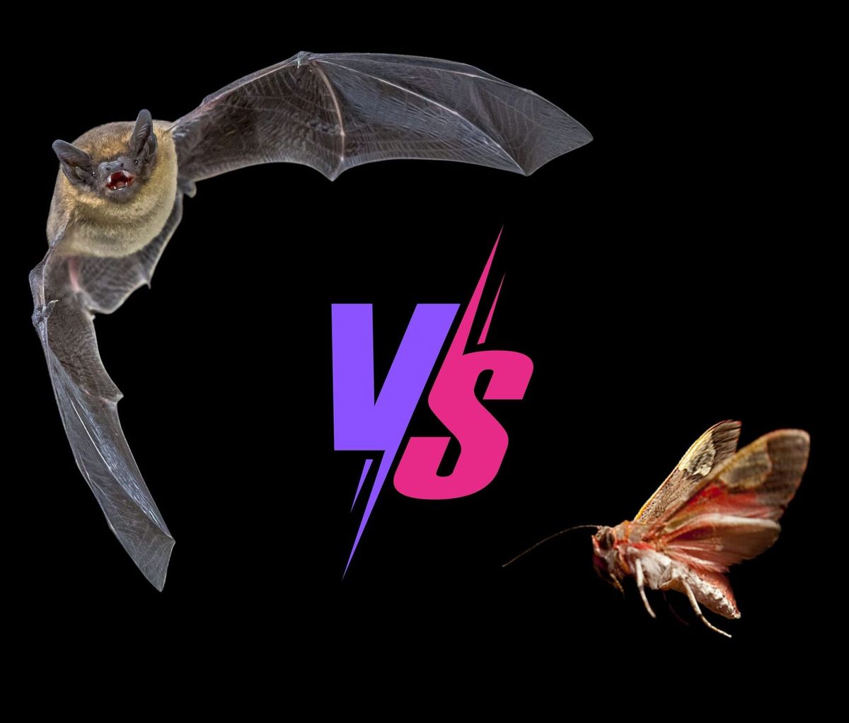 Guerra biológica: carrera armamentística entre especies #1. Jamming biológico: interferencia ultrasónica en la coevolución murciélago–polilla.