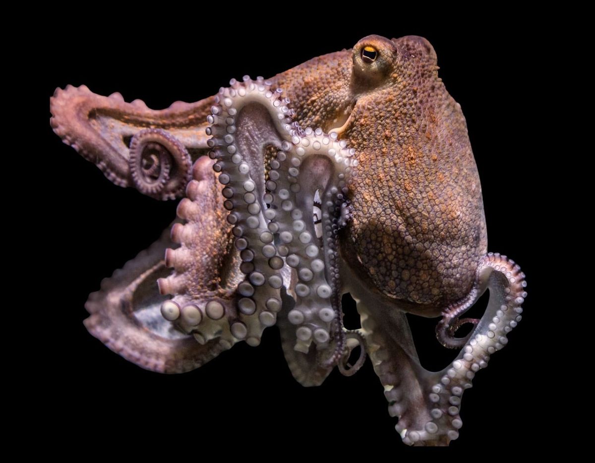 Animal datasheet #1: Pulpo común (Octopus vulgaris)