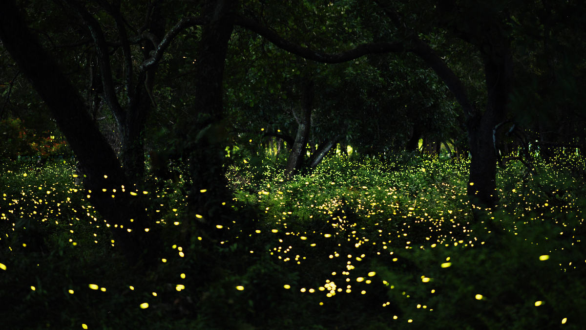 Luciérnagas. Sincronizando sus destellos