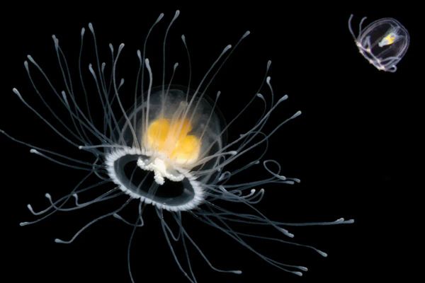 Animal datasheet #2: Medusa "inmortal" (Turritopsis dohrnii)