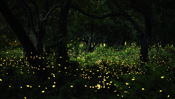 Luciérnagas. Sincronizando sus destellos