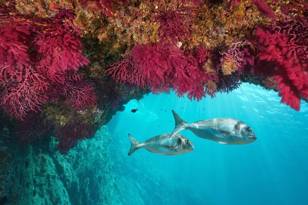 ¿Qué es un coral? De pequeños pólipos a grandes arrecifes